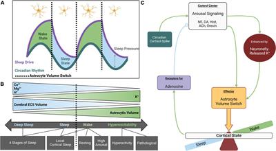 Astrocyte regulation of extracellular space parameters across the sleep-wake cycle